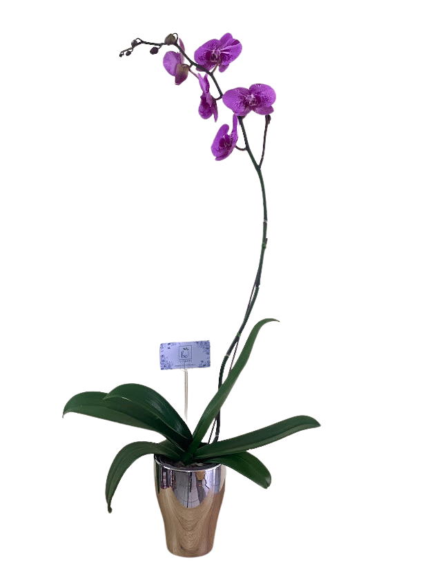 ORQUÍDEA EN MACETA, PLANTAS