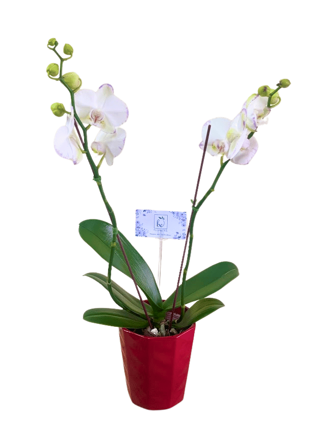 ORQUÍDEA EN MACETA, PLANTAS