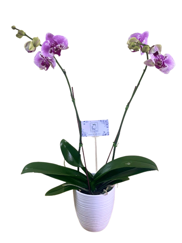 ORQUÍDEA EN MACETA, PLANTAS